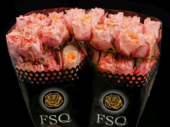 ROSE PEACH CAMPANELLA 50